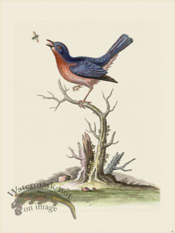 Edwards 024 Blue Red Breast